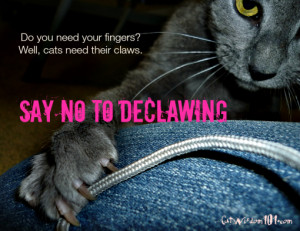 cat-declaw-PSA-510x393.png