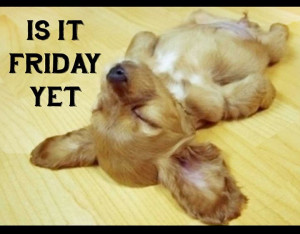 Quote ~ Puppy ~ Funny ~ Friday ~