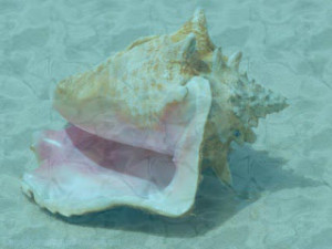 the conch shell is a symbol that appears many times in the book lord ...