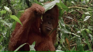eau, Orang-outan de Sumatra, Saison des Pluies, Enveloppe (Protection ...