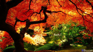 Autumn World Nature Day Beautiful Tree Wallpapers