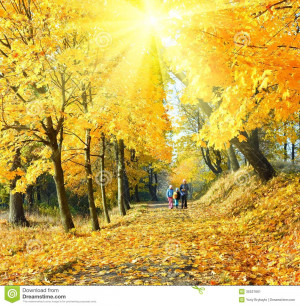 ... with small children) walking in golden maple sunshine autumn park