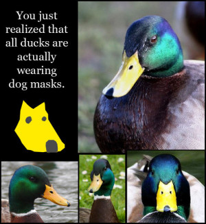 All Ducks Are Actually Wearing Dog Masks.