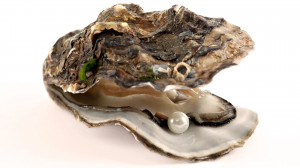 Oyster Pearl