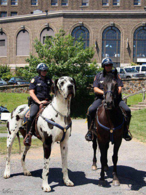 Faux Image - Mounted Police Officer Riding Giant Dog
