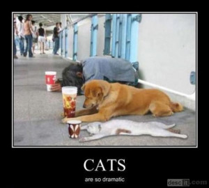 funny cat quotes | funny cat lol