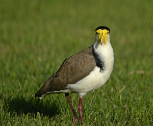Thread: masked lapwing,Plover and tiny baby