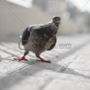Funny pigeon looking into camera