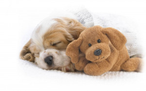 cute-puppy-wide-wallpaper, cute puppy is sleeping with a sweet toy