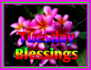 Tuesday Blessings Quotes