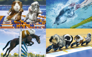 ... Games 2013 calendar features the furry creatures competing in events