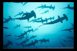 Hammerhead shark Wallpaper