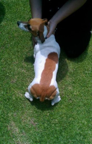 And I doth so love this particular dog I shalt mushroom stamp him ...