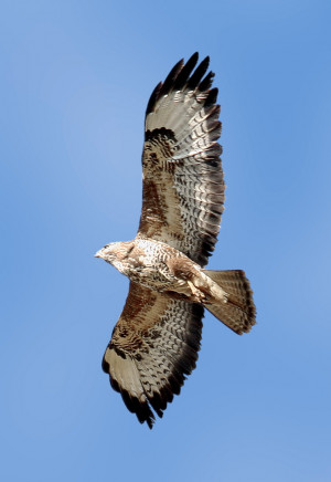 People like to stand out and even a person flying a Common Buzzard can ...