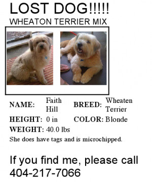 Wheaton Terrier Dog Missing, Last Seen Near Peachcrest Road