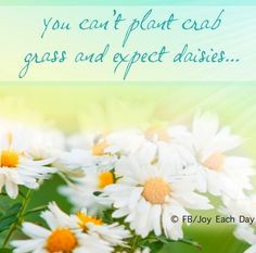 Daisies Daisy Love You Quote Quotes Inspiring