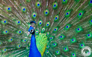 Download Peacock Wallpaper Beautiful HD pictures in high definition or ...