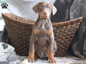 Doberman Pinscher Puppy