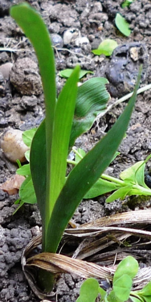 Passion Flower Opened Its