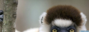 black-and-white-ruffed-lemur-facebook-cover-timeline-banner-for-fb.jpg