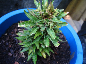 Re: post your bonsai cannabis plant :)
