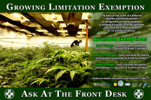 Marijuana Quotes HD Wallpaper 10