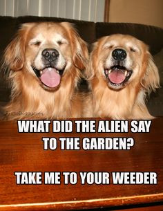 Funny Goldens!