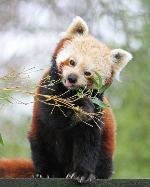 red panda by source