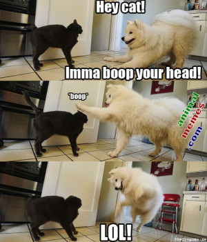 Funny cat & dog | Top 25 funniest cat and dog quotes