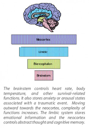 The human brain mediates our movements, our senses, our thinking ...