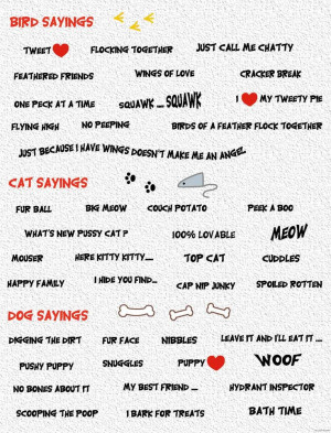 Bird, cat and dog sayings
