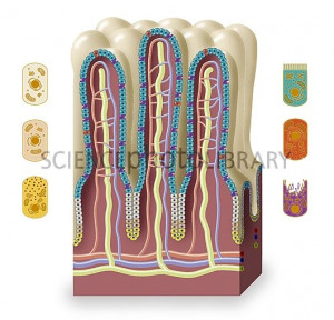 Intestinal villi anatomy, artwork
