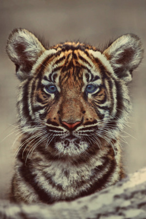 beauty cute beautiful dreams animal blue eyes nature i wish baby tiger ...