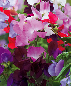 Sweet Pea Better Homes Gardens