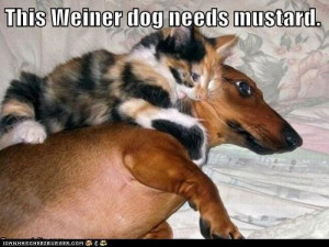 don't forget the ketchup!