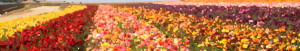 The Flower Fields , located in Carlsbad, CA , consist of 50 acres of ...