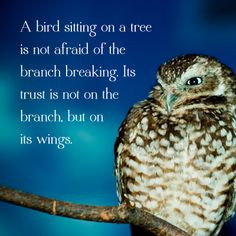 ... owl # quote more owl crazy life quotes owl quotes happy quotes hippie