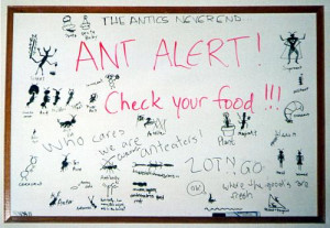 The Ant Board