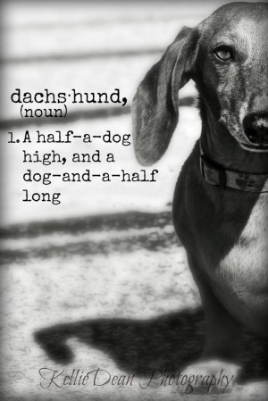 Dachs-hund