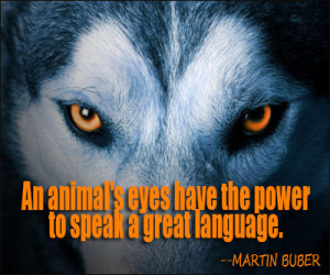 ... Eyes Have The Power To Speak A Great Language - Animal Quote