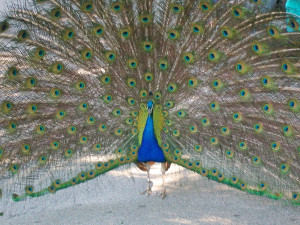 Colorful Peacock