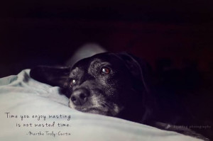 Dog Photography, black lab #quote
