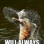 funny-tiger-splashing-water-singing-always-love-you-pics-150x150.jpg