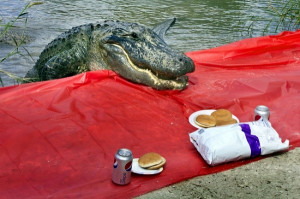 Even Alligators Can’t Resist The Temptation