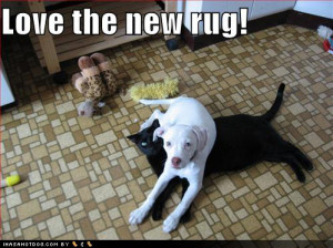 funny-dog-pictures-new-black-cat-rug