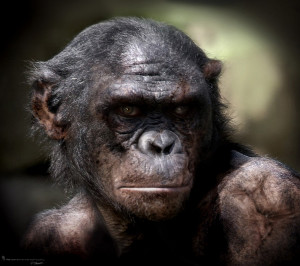 Rise of the planet of the Apes Koba by JSMarantz