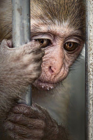 so-called enlightened society animals are still incarcerated in cages ...