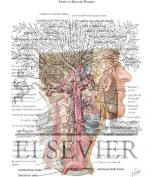 arteries brain and meninges