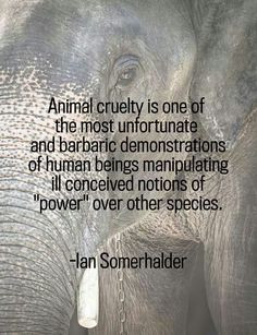 Animal Cruelty Quotes