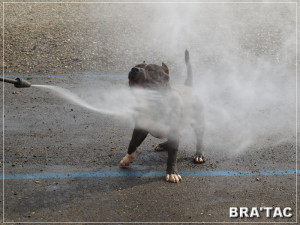 Training Pitbulls Hey Buddy